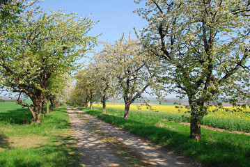 Fototapeta premium Natur pur