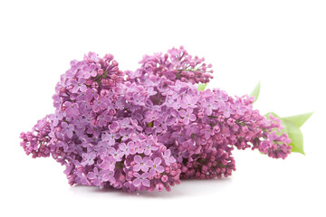 Blooming flower of purple lilac,isolated