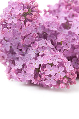 Blooming flower of purple lilac,isolated