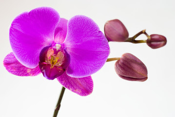 Naklejka na ściany i meble Purple orchid isolated on white background