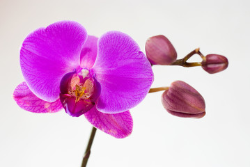 Purple orchid isolated on white background