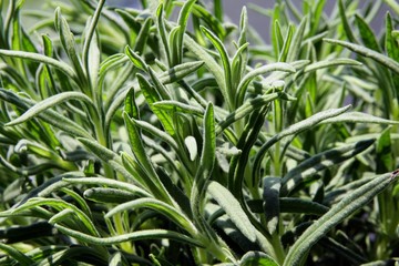 Fototapeta na wymiar lavender herb