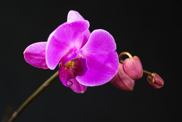 Fototapeta premium Fioletowa orchidea na czarnym tle