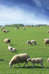 Shee & Lambs grazing