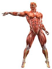 muscle man free style