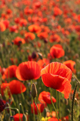 Mohn - Papaver rhoeas 02