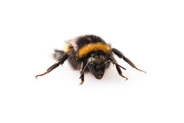 bumblebee