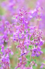 Obraz premium イヌハッカ