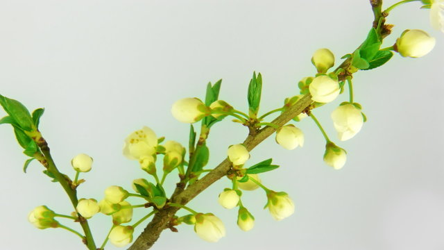 Timelapse blooming cherry branch