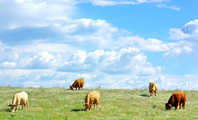 Cows in field at Portugal.