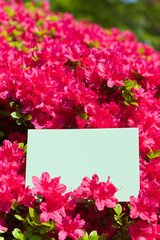 Obraz premium letter[azalea]_16