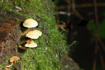 mushroom 1.