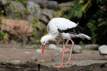 White Bird