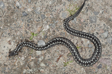 Ants feeding on dead common european Adder