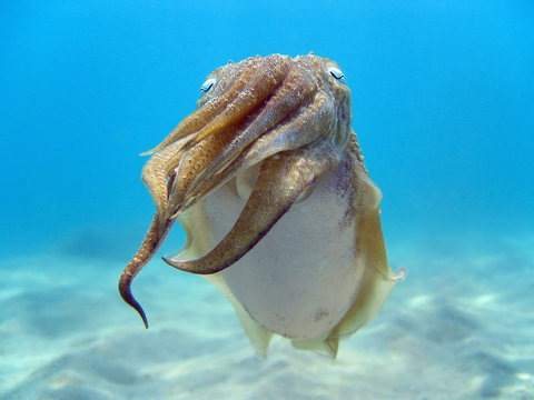 Close up view of a common cuttlefish, Sepia officinalis, Mediterranean sea, Spain, Catalonia, Costa Daurada