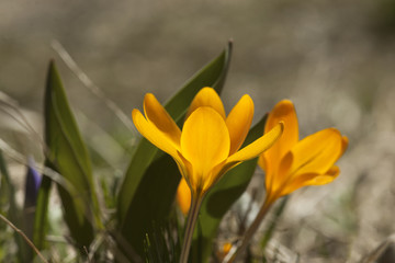 Fototapeta premium Yellow crocus