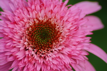 Pink Coneflower