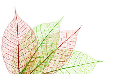 Nervures feuilles vertes et rouges