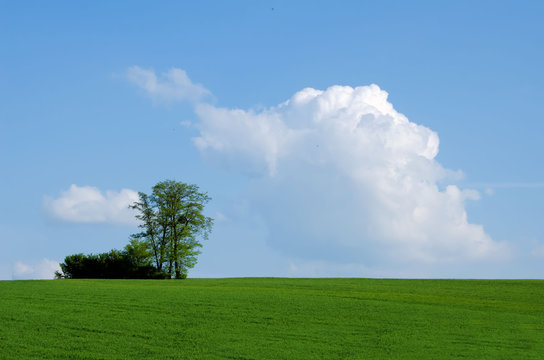 arbre dans les champs