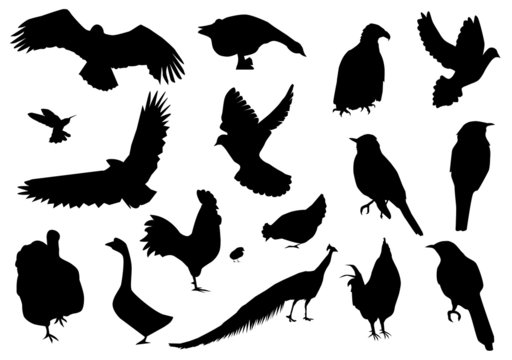 vector different birds silhouettes