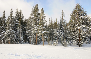 Winter Trees on Mammoth Mountain, CA