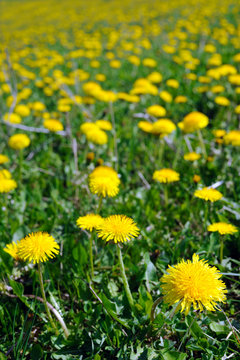 dandelion-field © Firma V