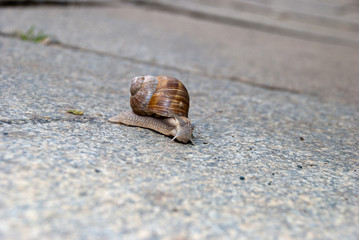 Schnecke unterwegs