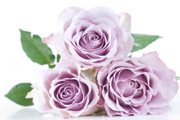 Pastel shade roses
