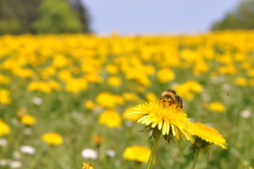 Hummel auf Löwenzahnblüte