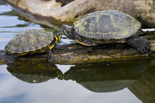 Red Eared Sliders in a water