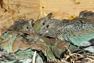 Pollos de carraca (Coracias garrulus) en una caja nido