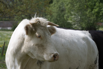 Vache paisible