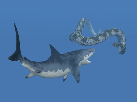 Weisser Hai und Riesenschlange