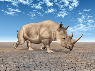 Fototapeta premium Nashorn