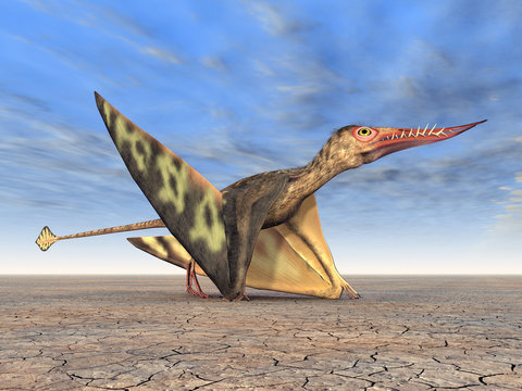 Flugsaurier Rhamphorhynchus