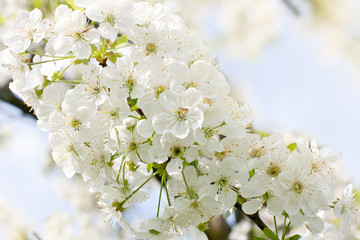 spring flower