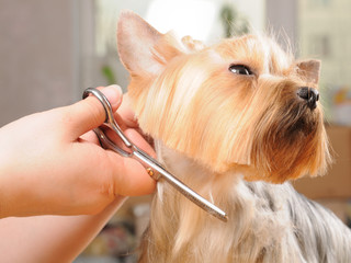 Professional grooming - 31923457