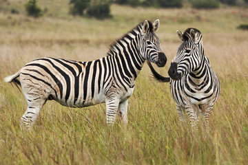 Fototapeta premium A pair of Burchell's zebras in savanna