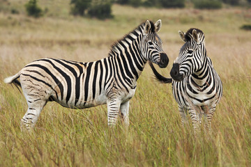 Fototapeta na wymiar A pair of Burchell's zebras in savanna