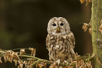 Tawny Owl