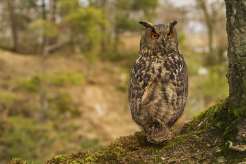 Eurasian Eagle Owl