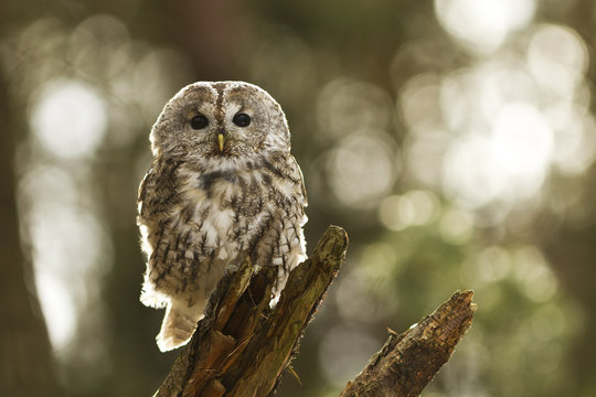 Tawny Owl