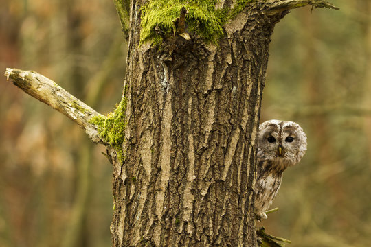 Tawny Owl
