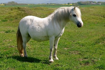 Wild white pony