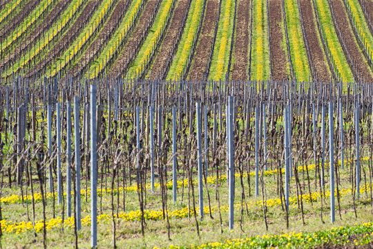 Weinberg im Fr&uuml;hling