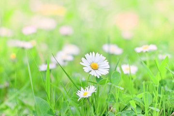 beautiful spring flowers green background