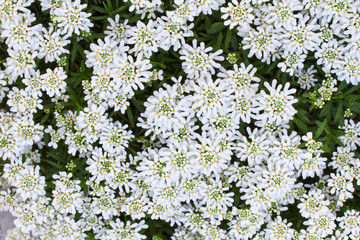 Schleifenblume (iberis sempervirens) - Draufsicht