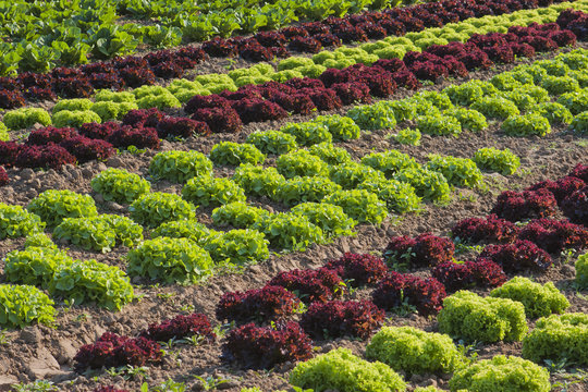 Salatfeld Blattsalat in Reihen Landwirtschaft 