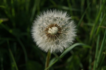Pusteblume