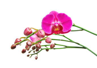 Obraz premium Orchid bright color.